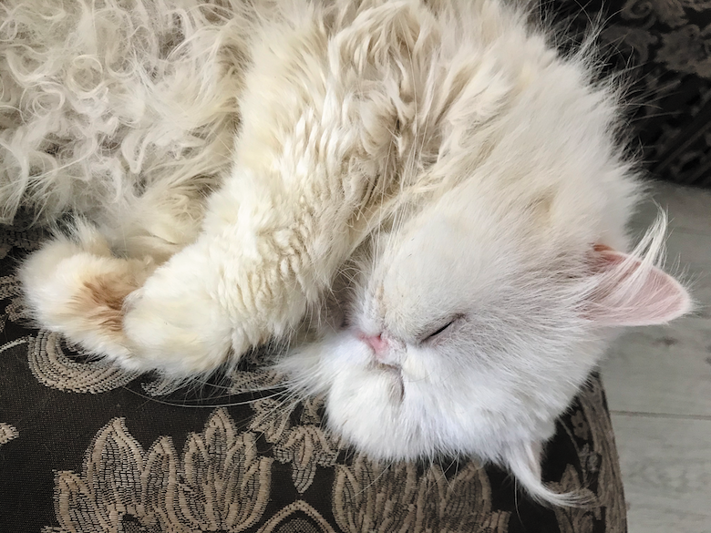 Is Cat Snoring Normal? – Catster Is Cat Snoring Normal? – Catster