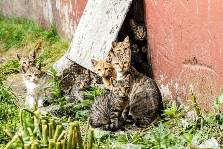 Should You Care for Your Neighborhood Feral Cat Colony?