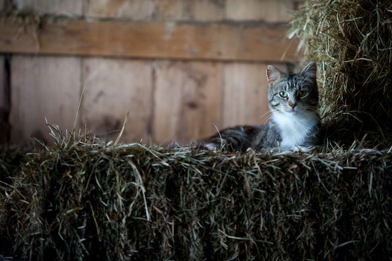 winter cat barn catster through help