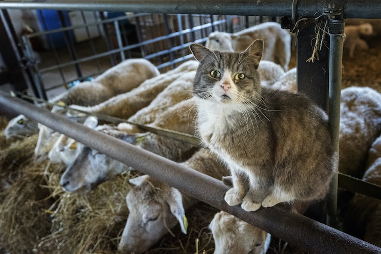 Protective young farm cat striking a pose for the camera whilst he guards a group of sheep in his barn. Photographed on a small farm on the island of Møn in Denmark. Colour horizontal format looking down at he cat who is sat on the narrow bar that is part of the animal pen whilst the sheep eat away on some hay in the background.