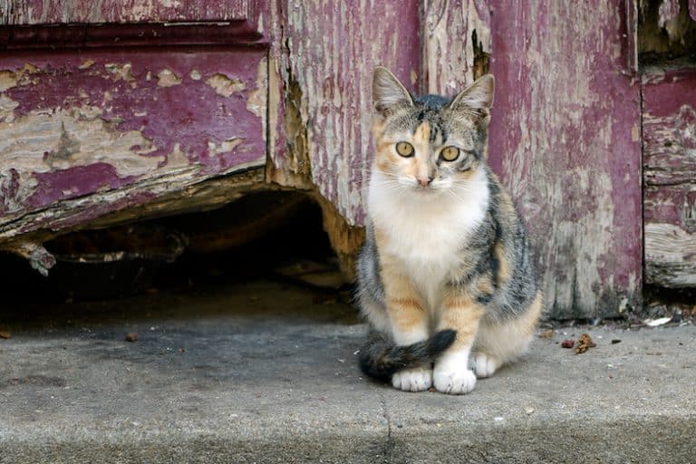 Should You Care for Your Neighborhood Feral Cat Colony? Catster
