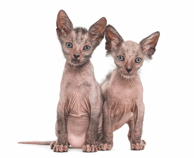 most popular cat breeds