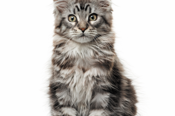 most popular cat breeds