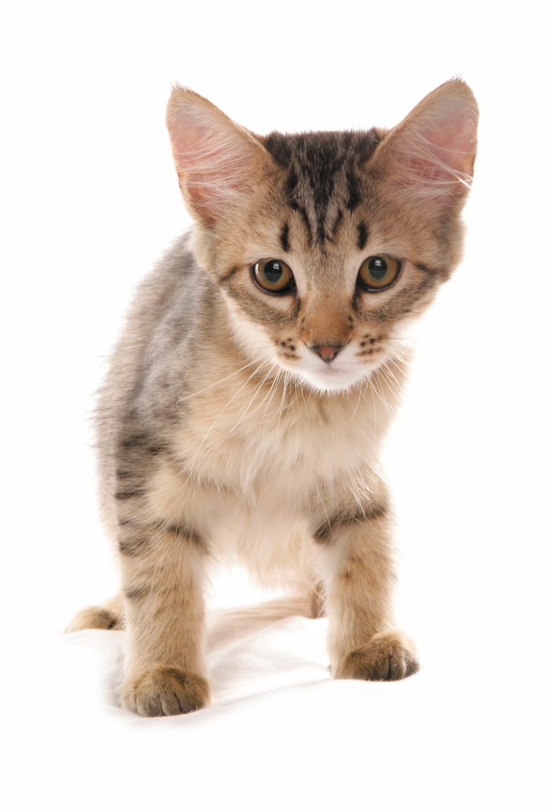 20 of the Most Popular Cat Breeds - Catster