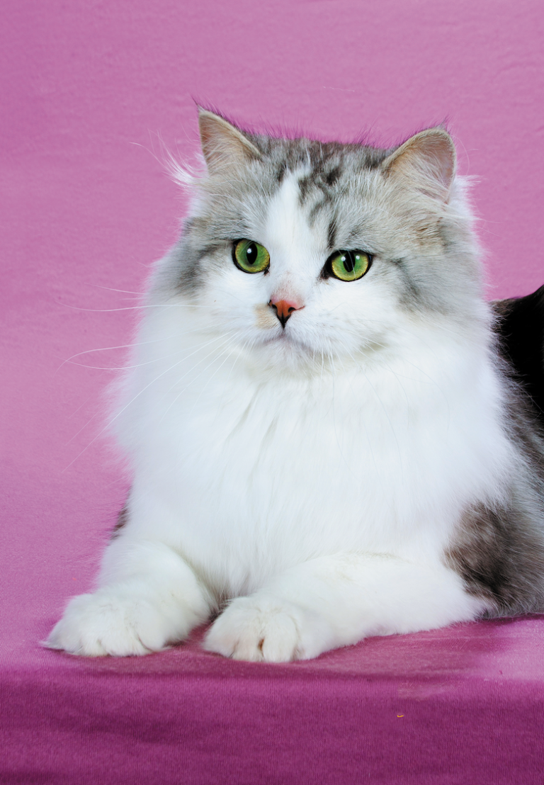top-10-most-popular-cat-breeds
