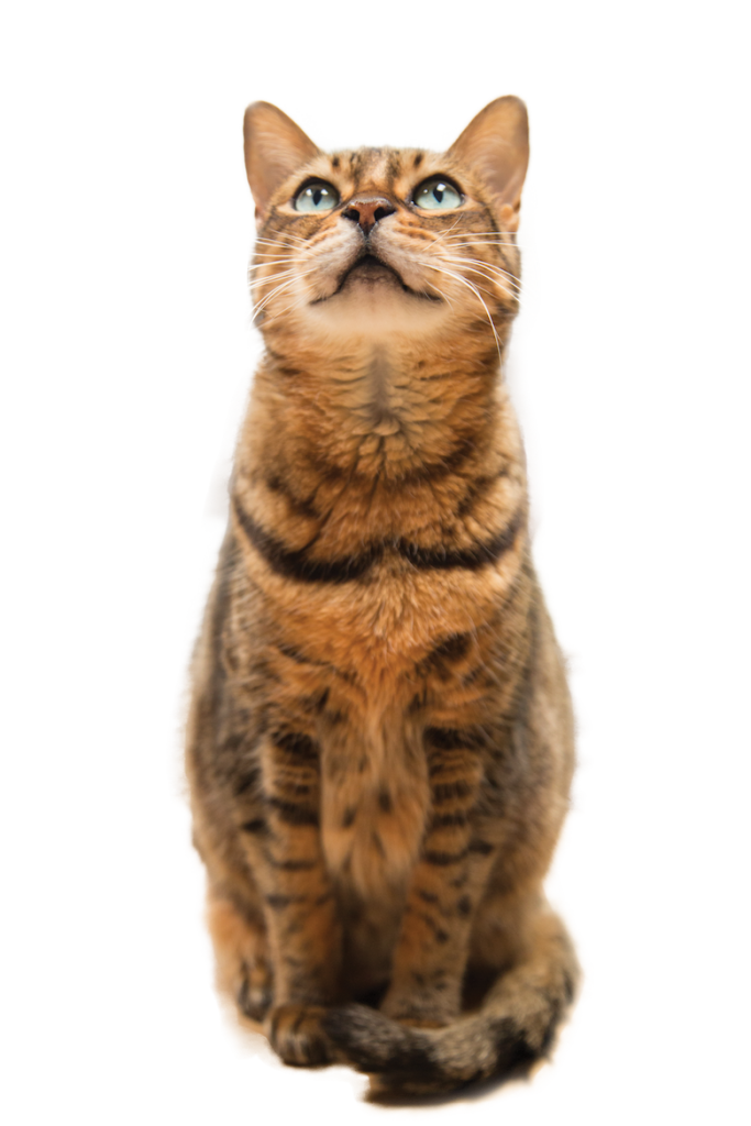 stella, cats Caroling