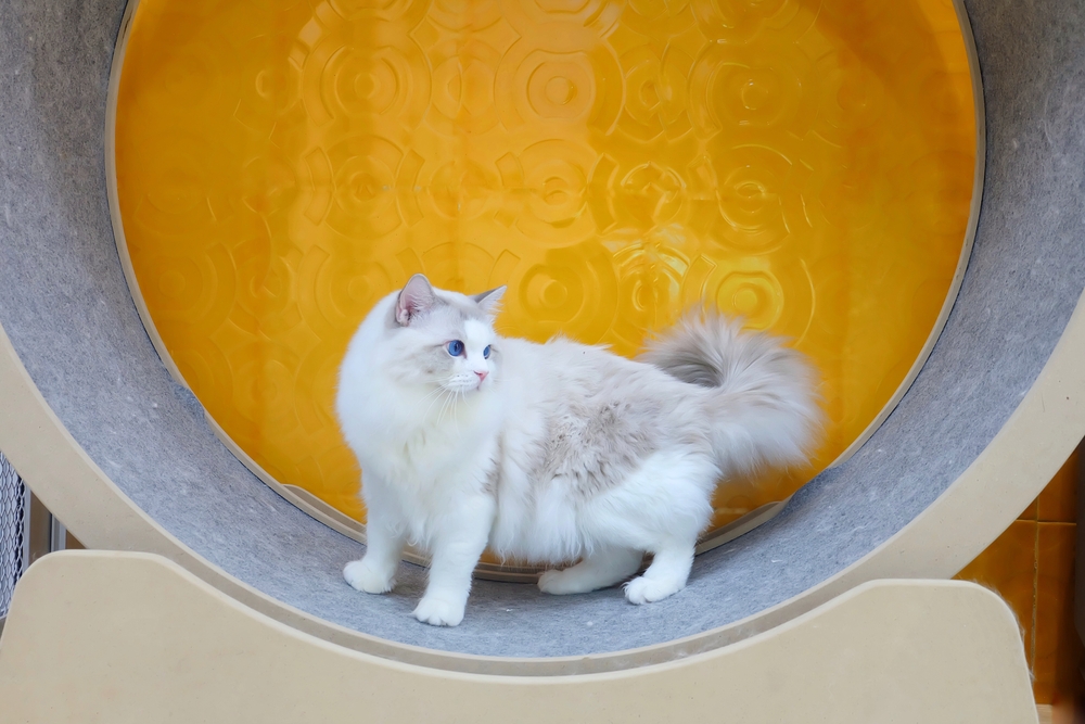Cat standing circle treadmill with yellow background