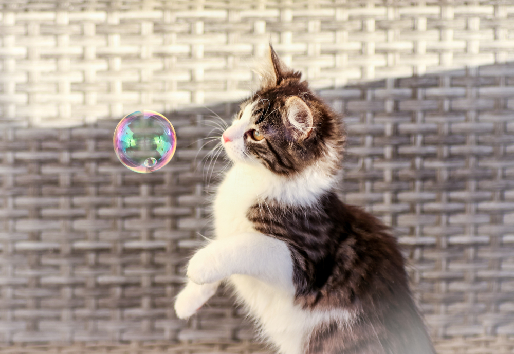 cute kitten playing bubbles
