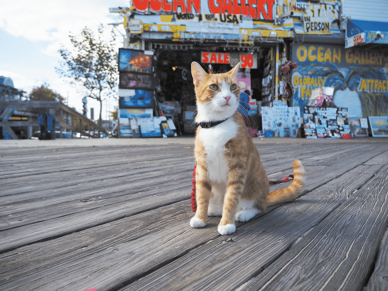 Pip, the beach cat
