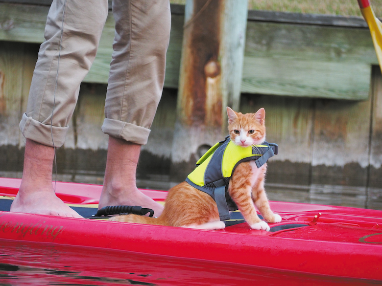 Pip the beach cat