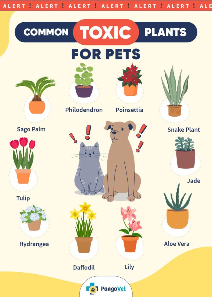 Cat Health And Grass Risks photo