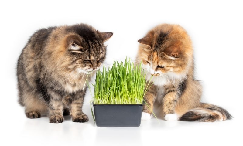 Senior tabby cat and calico cat sitting next to the fresh green cat grass