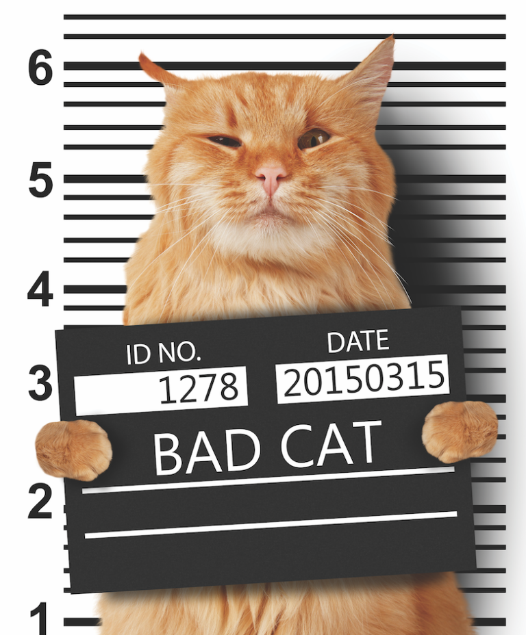 Does Your Cat Need a Lawyer? Catster
