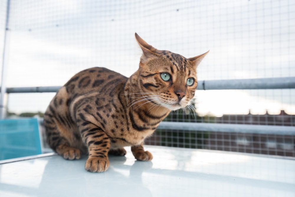 brown spotted tabby bengal cat