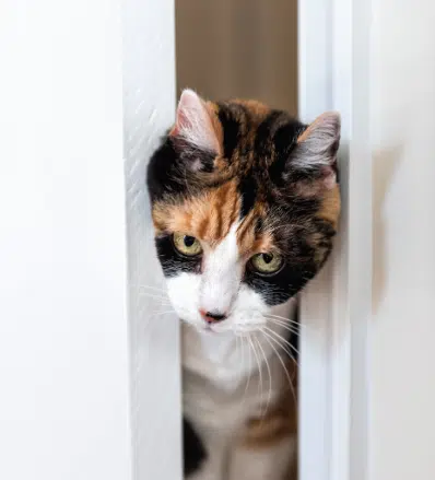почему кошки следуют за вами в ванную