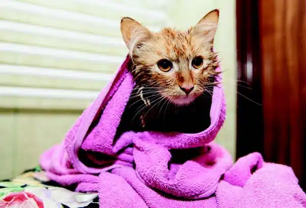 cat fleas: orange cat in purple blanket