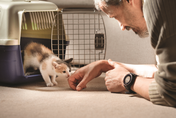 how to foster a kitten - kitten sniffing man's hand