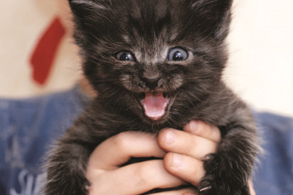 how to foster a kitten - black kitten meowing