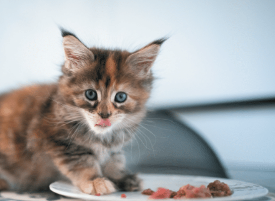 choosing cat food - a cat eating