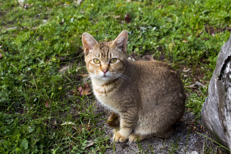 ticked tabby cat sitting beside a tree