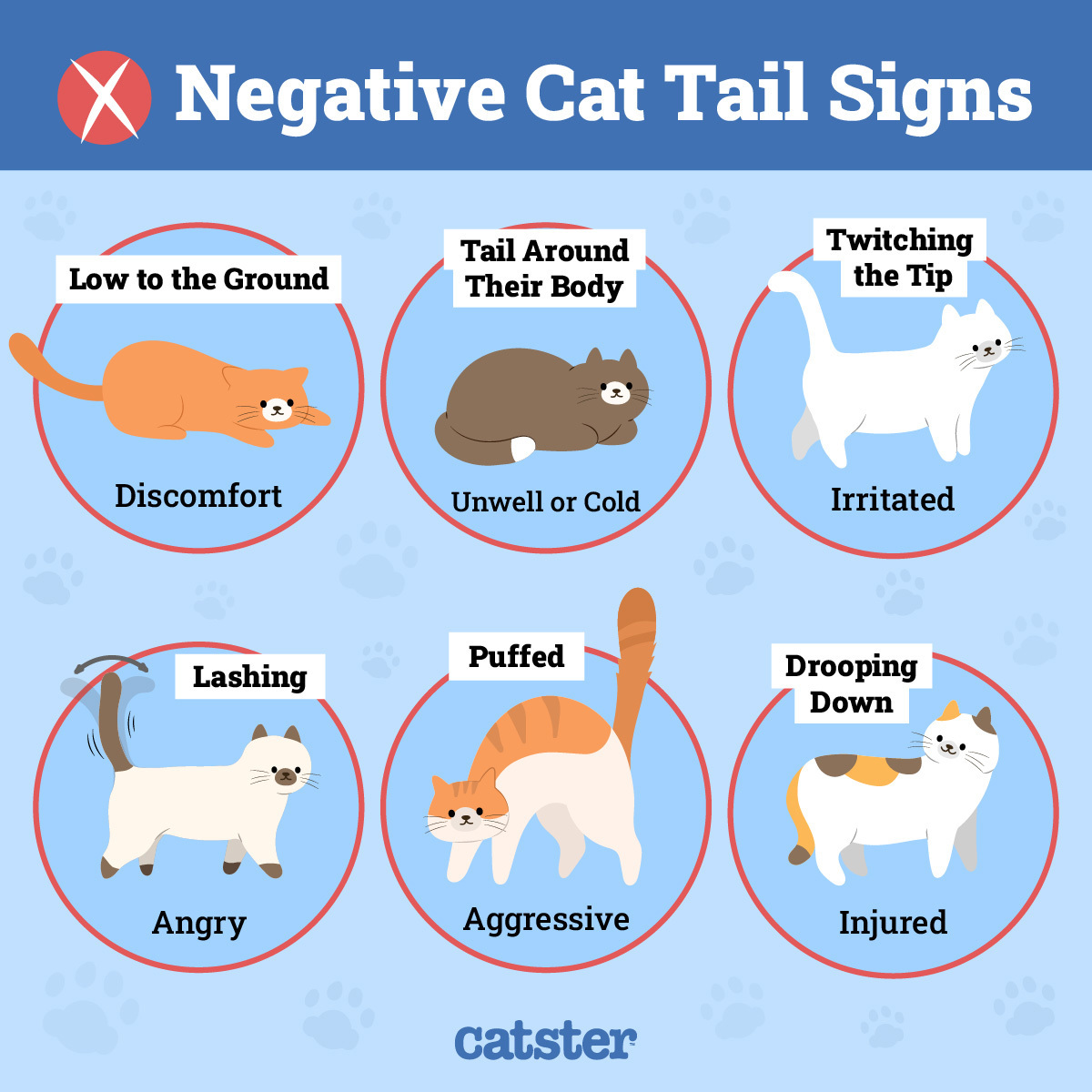 Catster_Cat Tail Language_Negative Signs_Infographic_v1-4 FINAL_Mar 6 2024