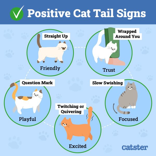 Can Cats Control Their Tails? VetVerified Positions & Movement(01)
