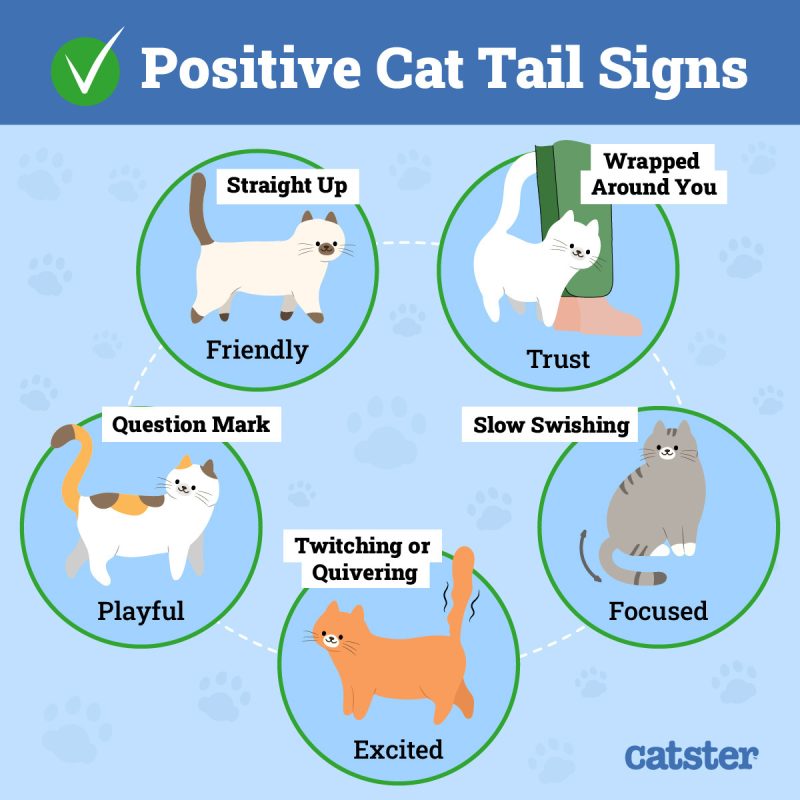 Cat Tail Language Decoding What Their Wags Mean With Infographics Cat Tail Language Decoding What Their Wags Mean With Infographics