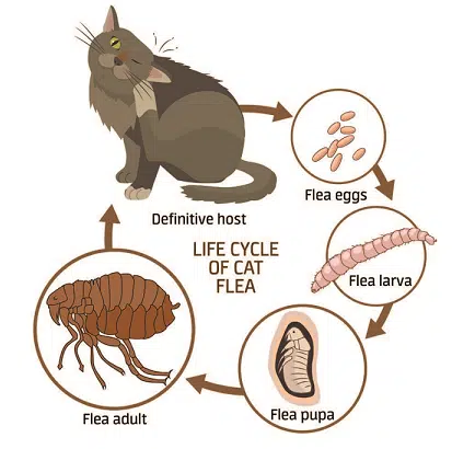 cat fleas lifecycle graphic 