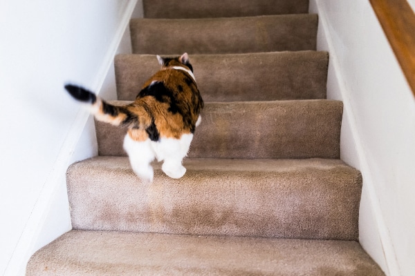 A calico cat walking up the stairs.