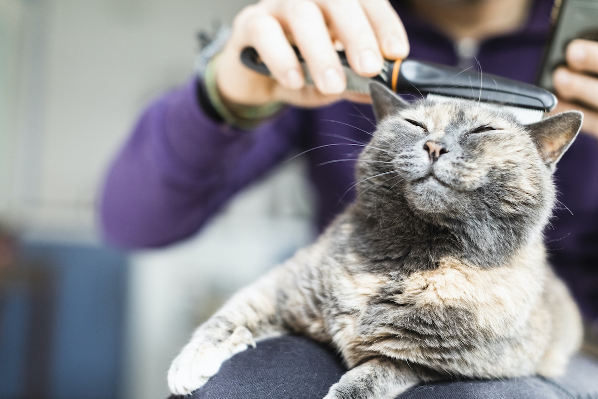 can indoor cats get fleas