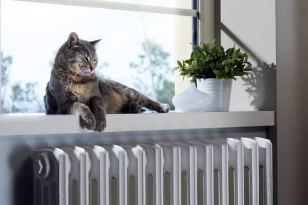 cat relaxing on window