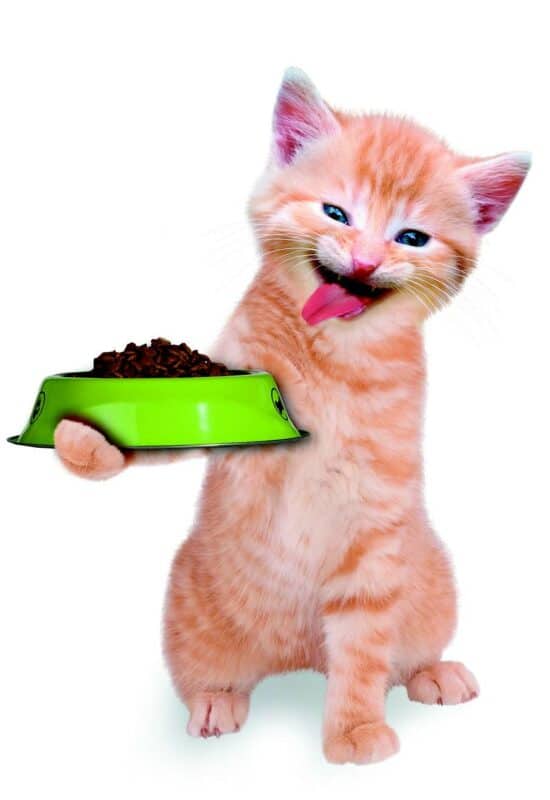 orange tabby with green bowl with food. get tips on how to feed your cat.