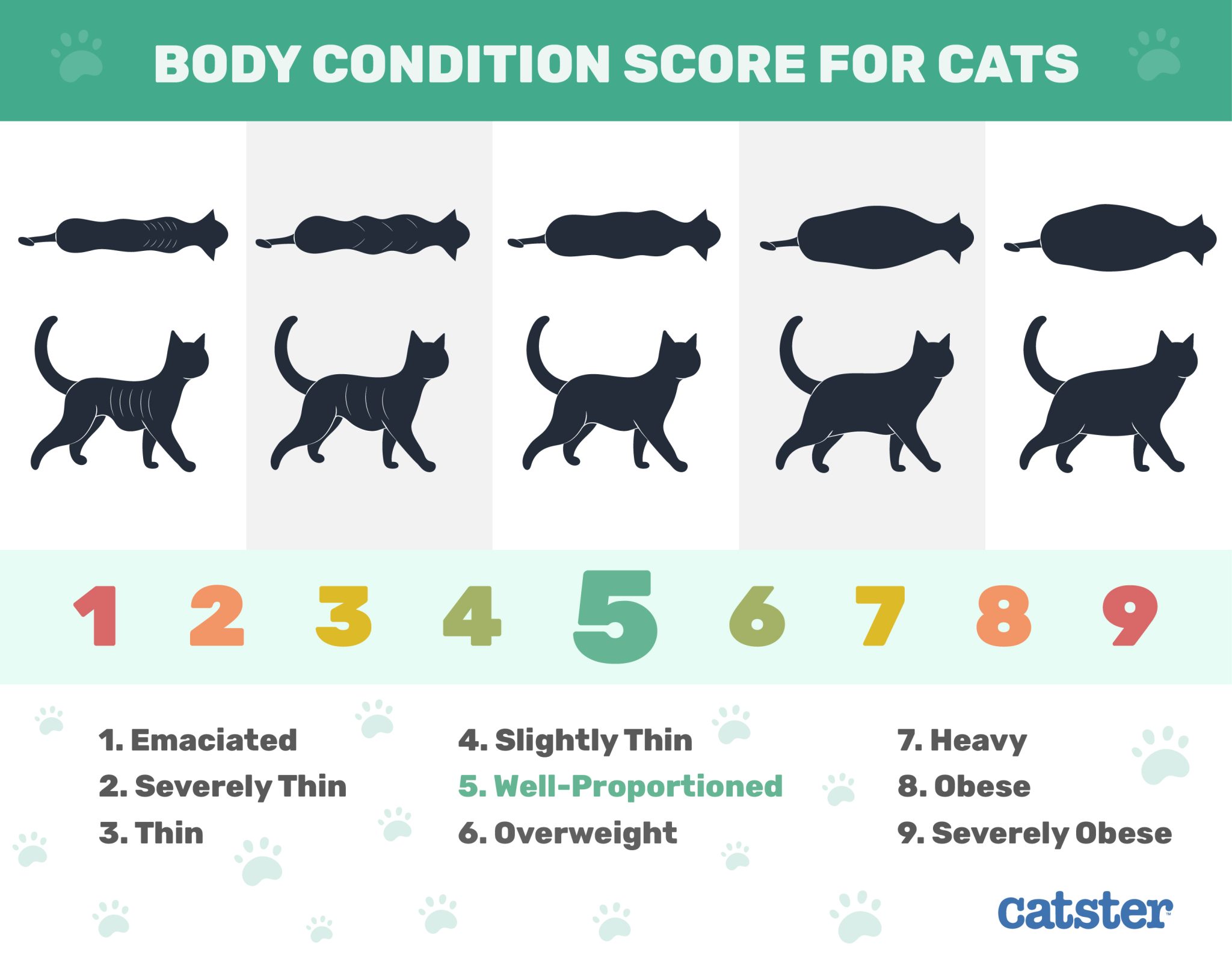 body condition score for cats