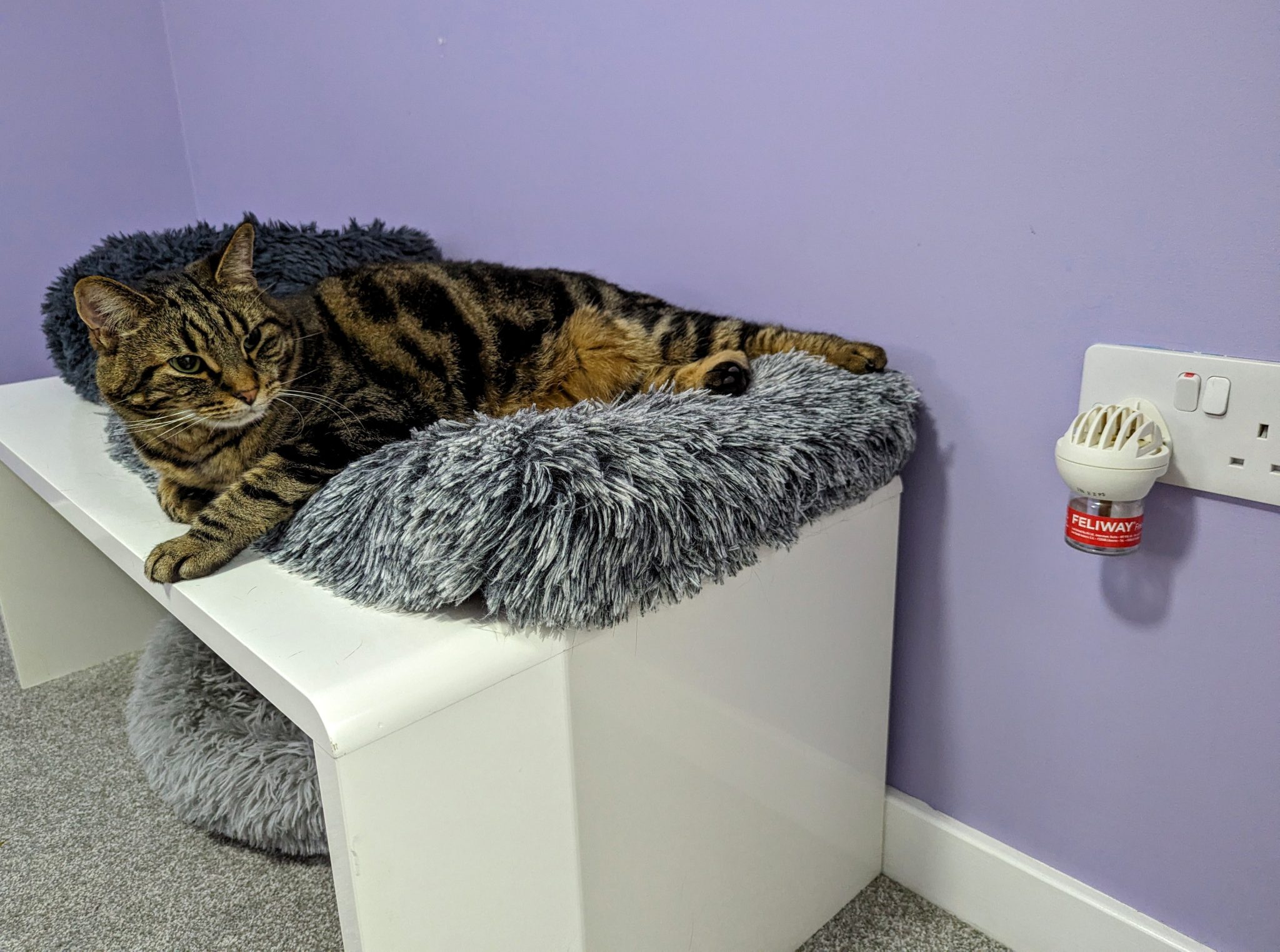 Synthetic Pheromene Diffuser and Tabby Cat