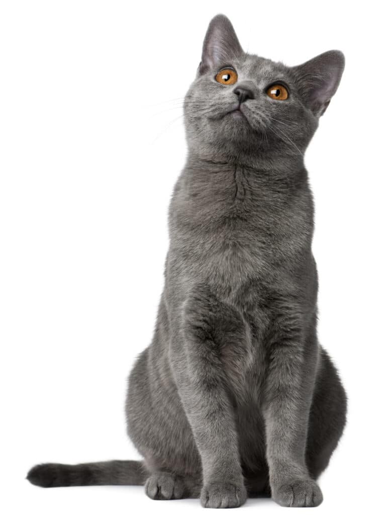 How old is 5 months in shop cat years
