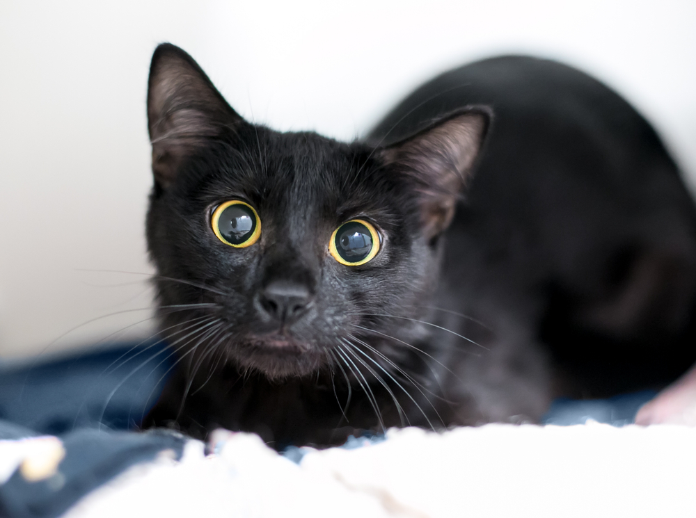 Nervous black shorthair cat
