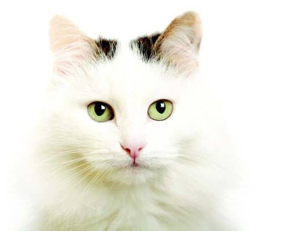 Cat Breed Personality Revealed (According to Research) - Catster