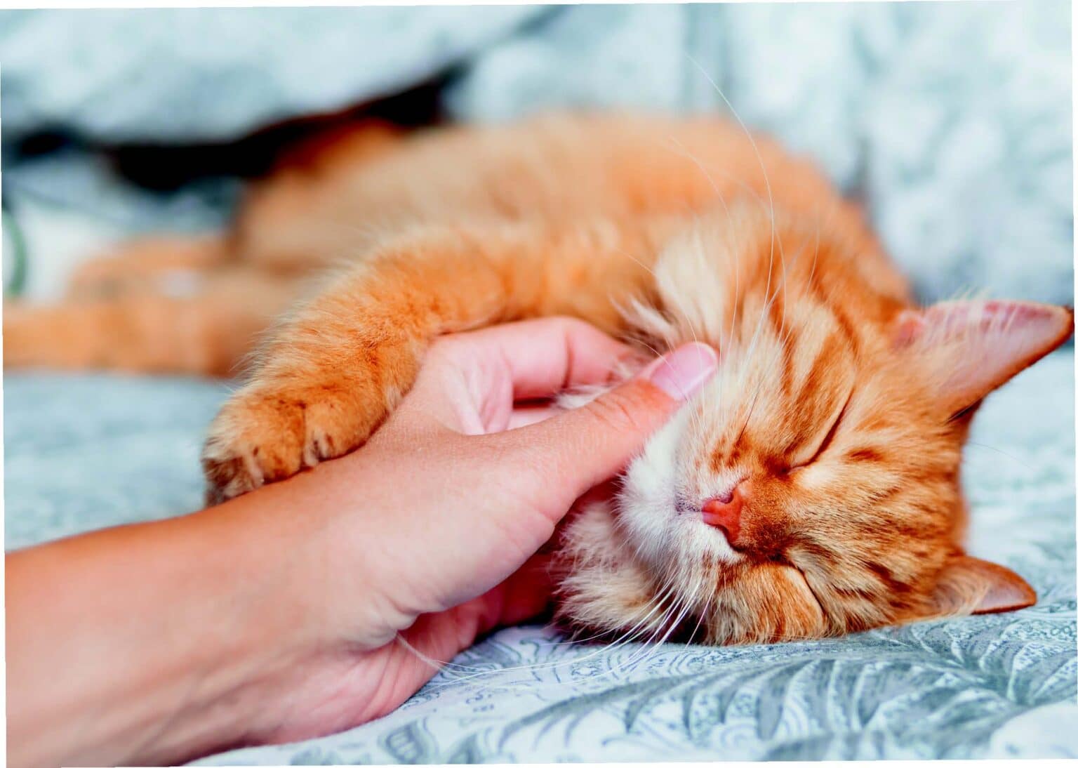 Why Do Cats Purr? Catster