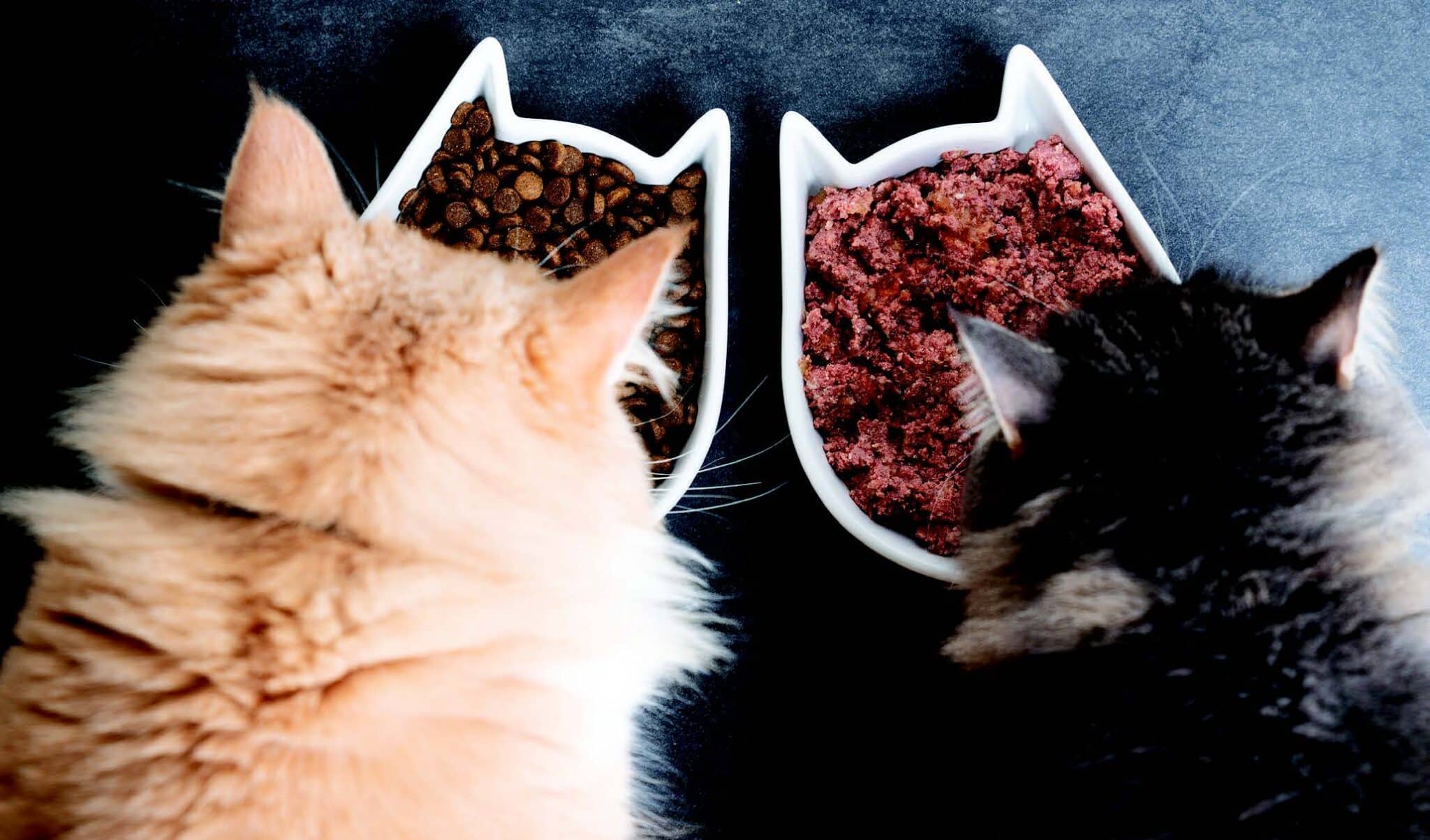 Feeding Multiple Cats Mealtime Strategies for Multiple Diets Catster
