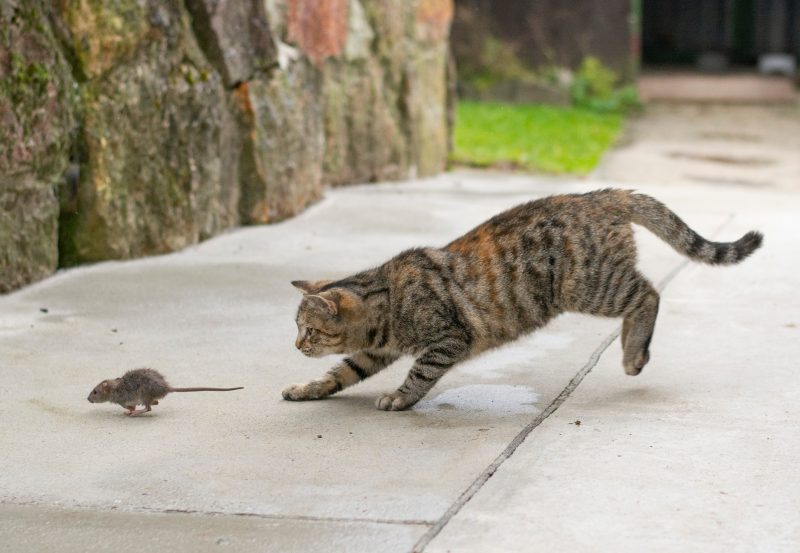 Cat chaising a mouse outdoors