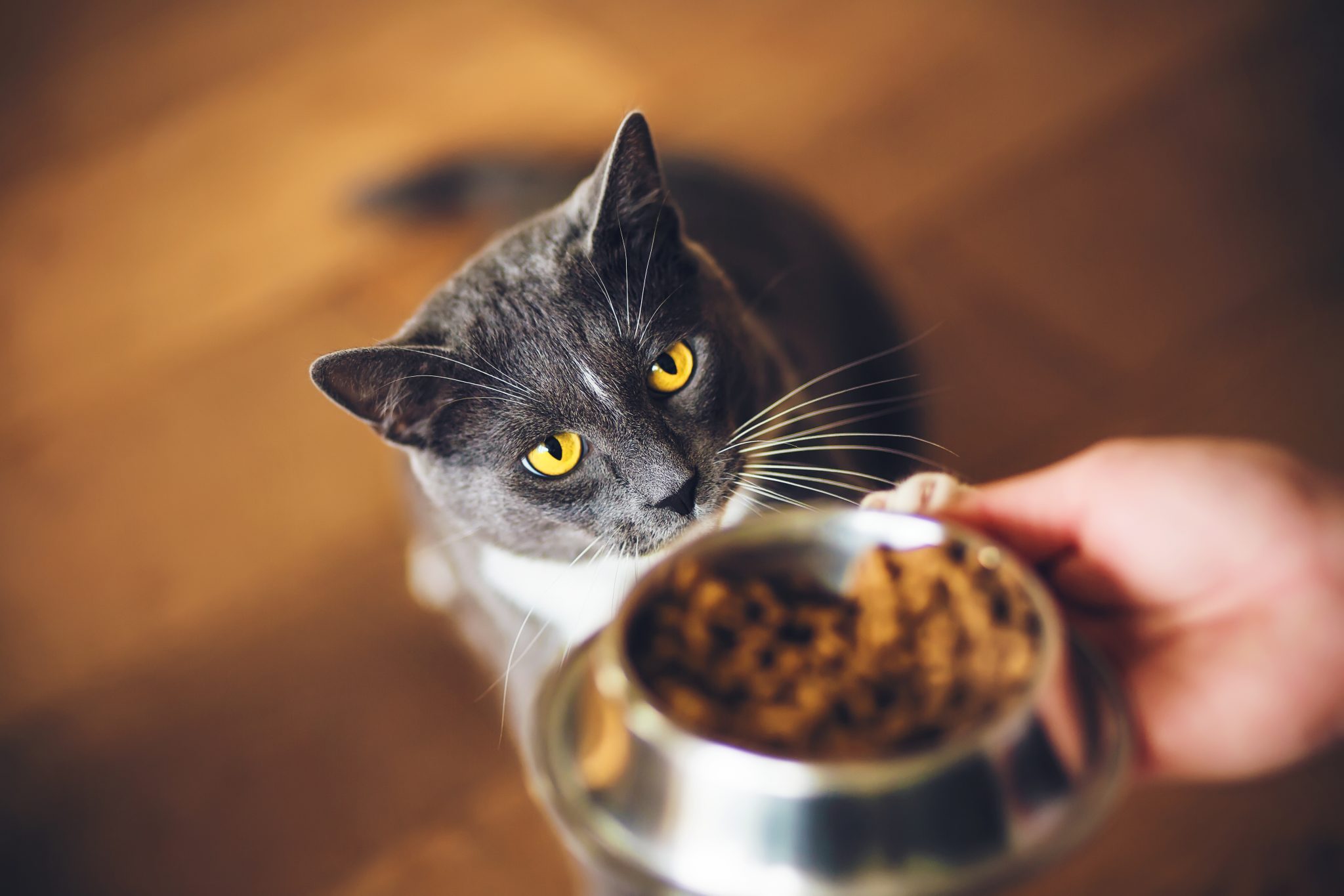 Grey domestic cat being given food in a bowl