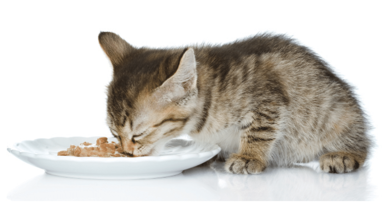 The Science of Kitten Nutrition: Health Tips & FAQ - Catster