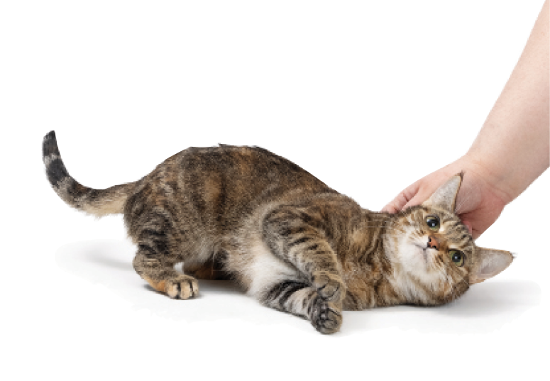 Why Do Cats Roll Over Onto Their Backs But Don’t Let You Touch Their