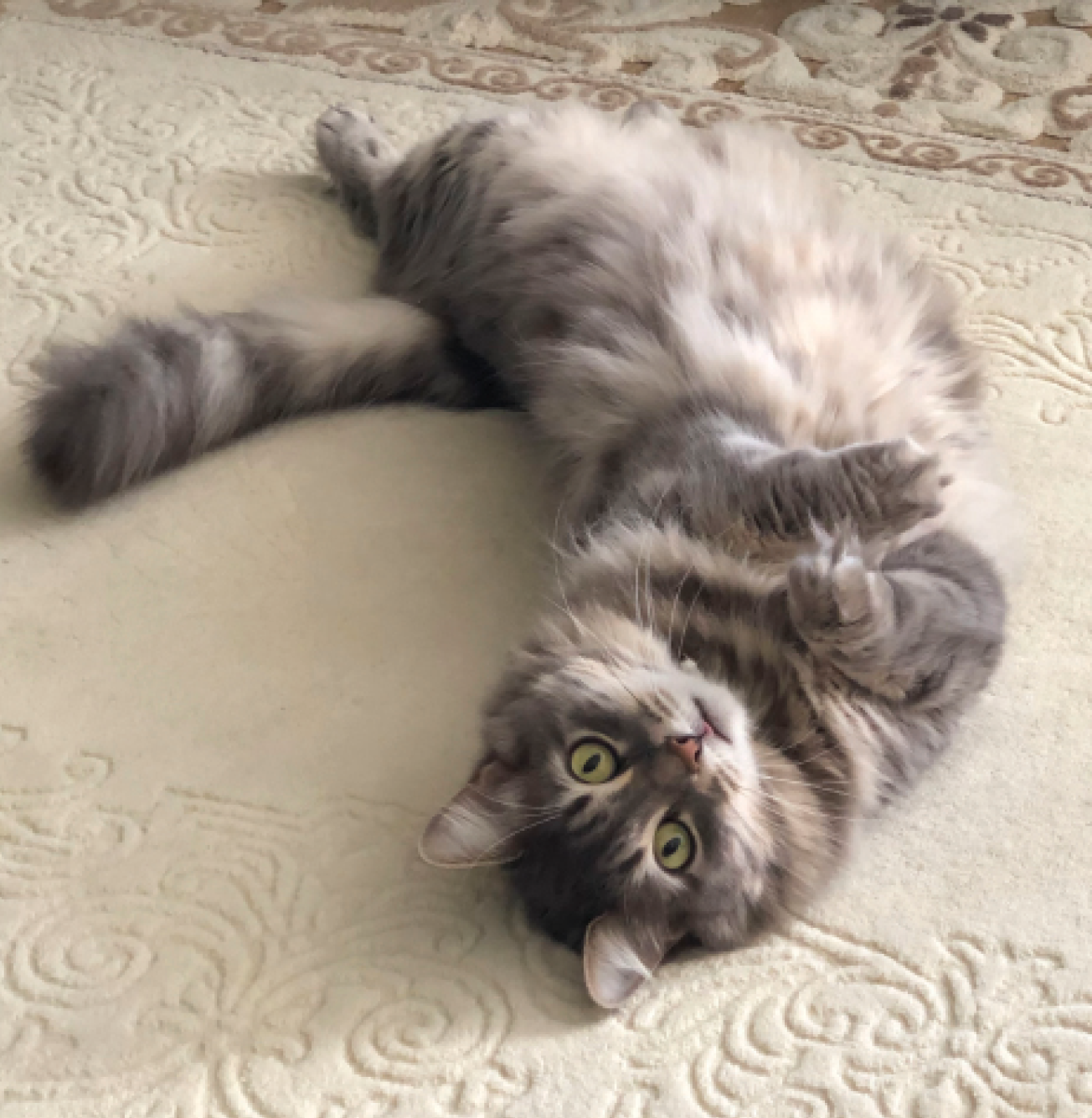 Why Do Cats Roll Over Onto Their Backs But Don’t Let You Touch Their