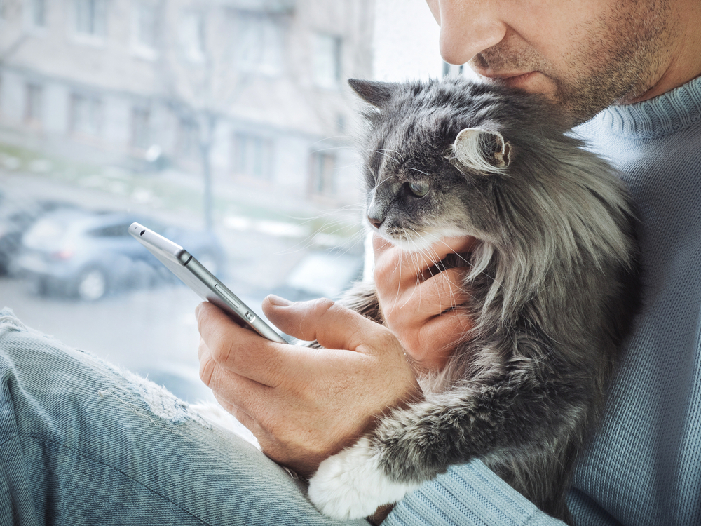 charming kitten in the hands of a caring owner