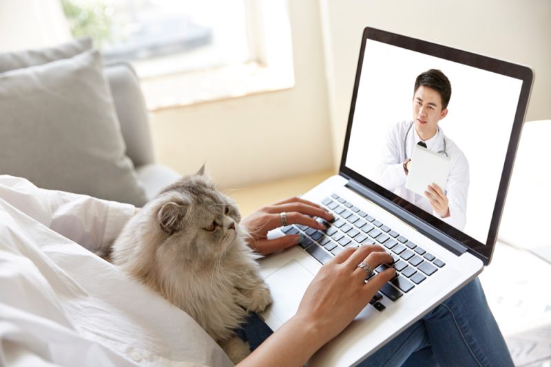 woman staying at home with pet cat consulting a doctor via video call using laptop