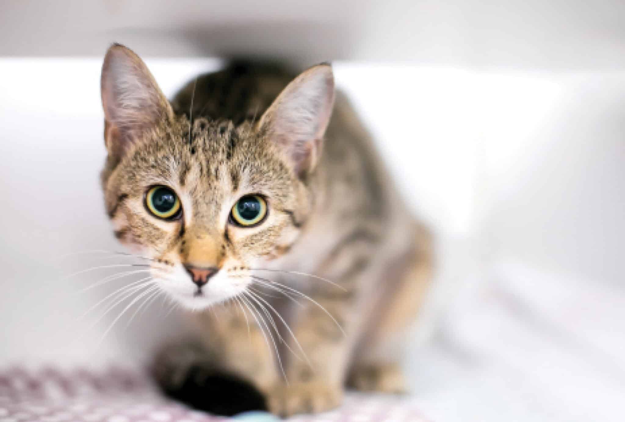 Why Do Cats Sneak Around? Catster