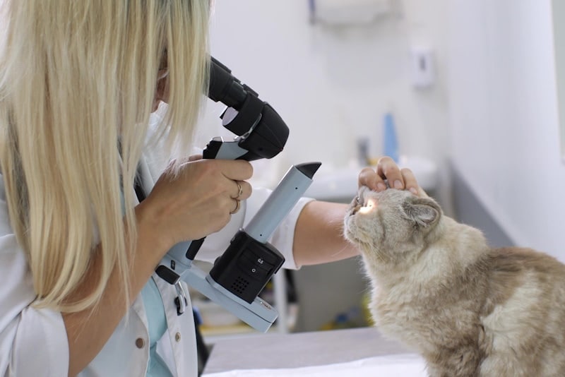 Vet ophthalmologist examining a cat_s eyes with a slit lamp