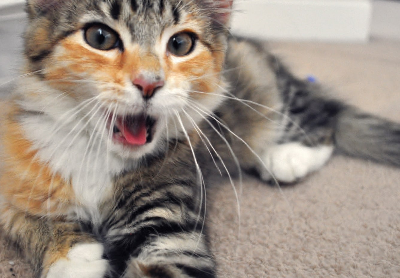 Heavy Breathing in Cats When to Call the Vet Catster