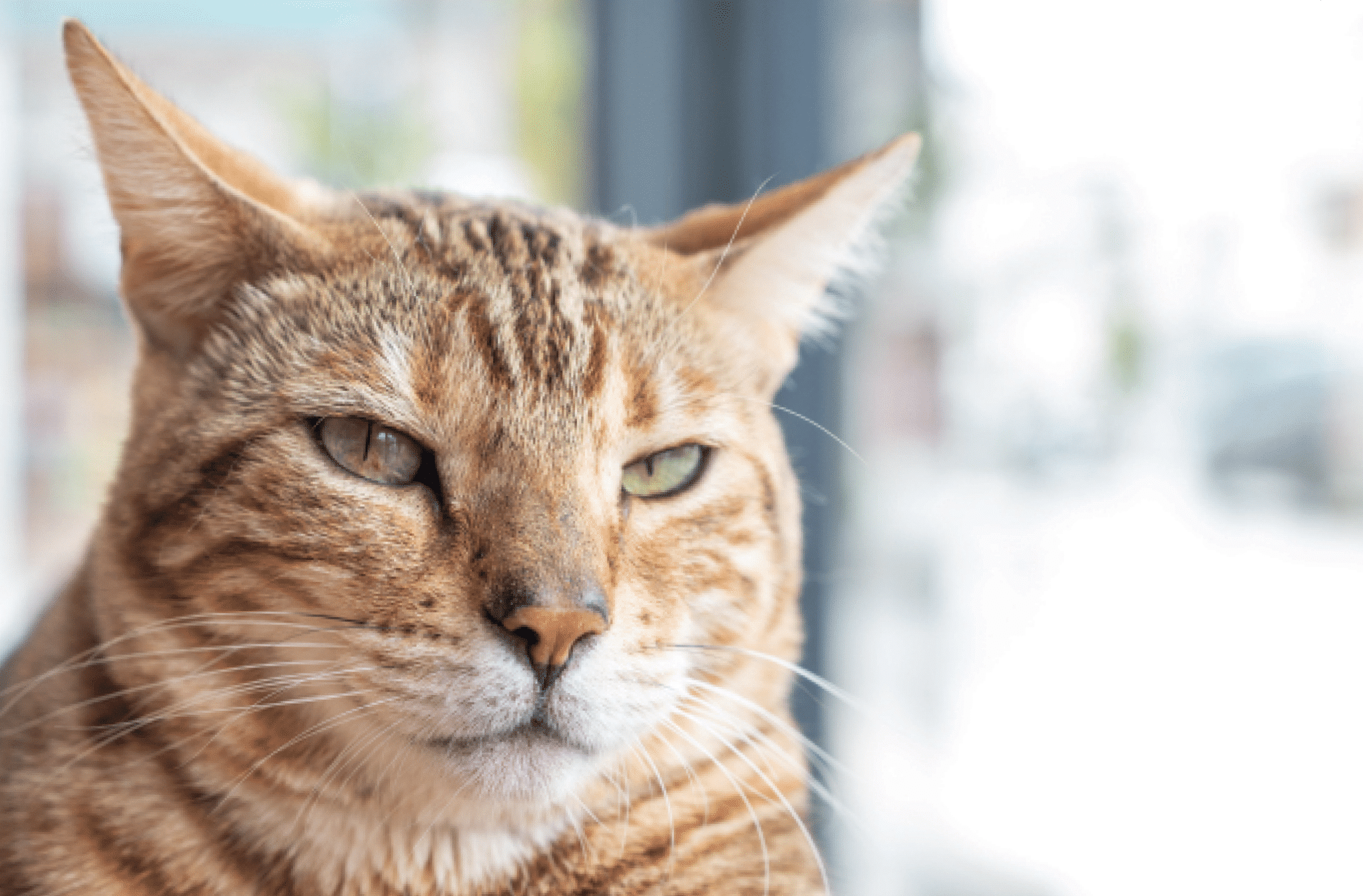 Why Do Cats Move Their Ears Around? - Catster